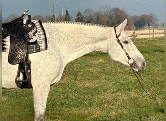 Caballo cuarto de milla, Yegua, 9 años, Tordo