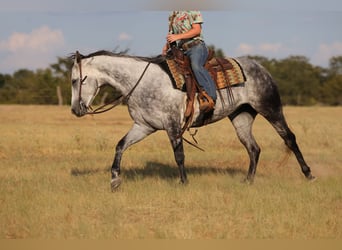 Caballo cuarto de milla, Yegua, 9 años, Tordo