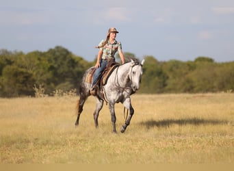 Caballo cuarto de milla, Yegua, 9 años, Tordo