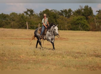 Caballo cuarto de milla, Yegua, 9 años, Tordo