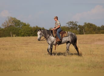 Caballo cuarto de milla, Yegua, 9 años, Tordo