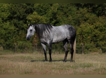 Caballo cuarto de milla, Yegua, 9 años, Tordo