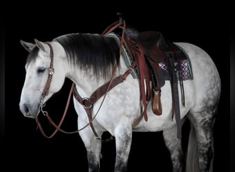 Caballo cuarto de milla, Yegua, 9 años, Tordo rodado