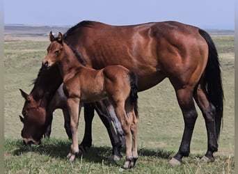 Caballo cuarto de milla, Yegua, Potro (05/2025), 142 cm, Castaño rojizo
