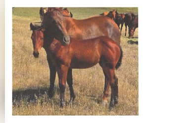 Caballo cuarto de milla, Yegua, Potro (04/2025), 142 cm, Castaño rojizo