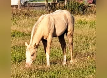 Caballo cuarto de milla, Yegua, Potro (05/2023), 145 cm, Palomino