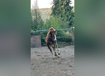 Caballo cuarto de milla, Yegua, Potro (06/2023), 147 cm, Alazán