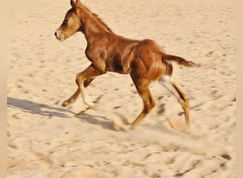 Caballo cuarto de milla, Yegua, , 148 cm, Alazán-tostado