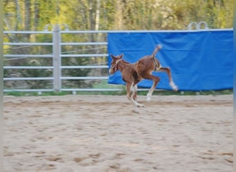 Caballo cuarto de milla, Yegua, , 148 cm, Alazán-tostado