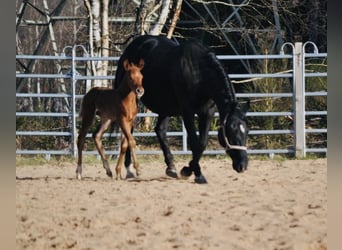 Caballo cuarto de milla, Yegua, , 148 cm, Alazán-tostado
