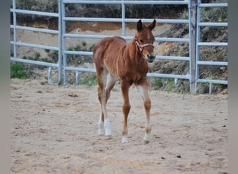 Caballo cuarto de milla, Yegua, , 148 cm, Alazán-tostado