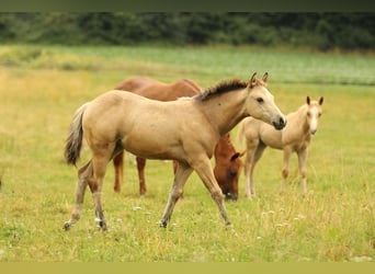 Caballo cuarto de milla, Yegua, , 148 cm, Buckskin/Bayo
