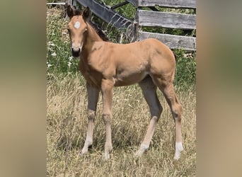Caballo cuarto de milla, Yegua, Potro (06/2026), 148 cm, Buckskin/Bayo