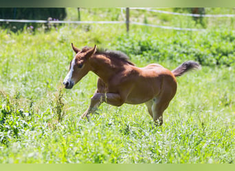 Caballo cuarto de milla, Yegua, Potro (04/2026), 148 cm, Castaño