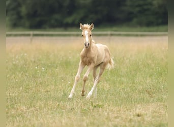 Caballo cuarto de milla, Yegua, Potro (04/2026), 148 cm, Palomino
