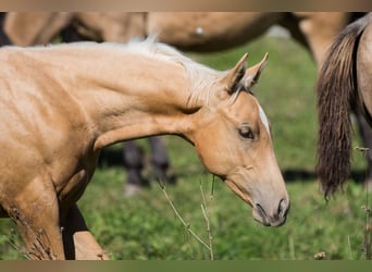 Caballo cuarto de milla, Yegua, Potro (05/2026), 148 cm, Palomino