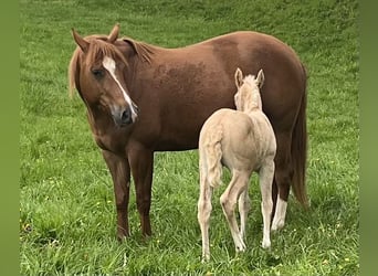 Caballo cuarto de milla, Yegua, Potro (04/2023), 148 cm, Palomino