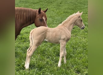 Caballo cuarto de milla, Yegua, Potro (04/2023), 148 cm, Palomino