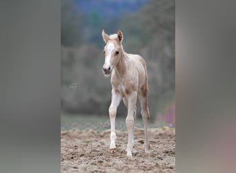 Caballo cuarto de milla, Yegua, Potro (04/2023), 148 cm, Palomino