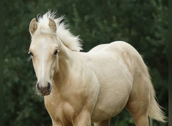 Caballo cuarto de milla, Yegua, Potro (03/2025), 148 cm, Palomino