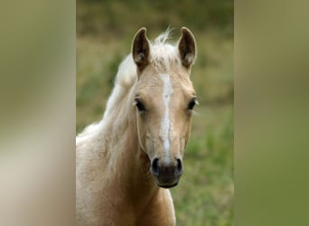 Caballo cuarto de milla, Yegua, Potro (03/2025), 148 cm, Palomino