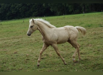 Caballo cuarto de milla, Yegua, Potro (03/2025), 148 cm, Palomino