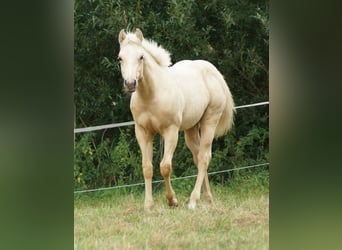 Caballo cuarto de milla, Yegua, Potro (03/2025), 148 cm, Palomino