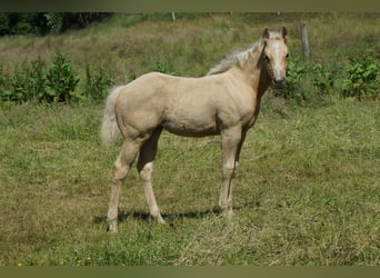 Caballo cuarto de milla, Yegua, Potro (03/2025), 148 cm, Palomino