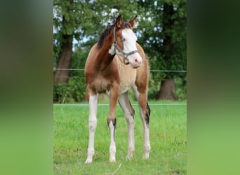 Caballo cuarto de milla, Yegua, Potro (04/2024), 149 cm, Overo-todas las-capas