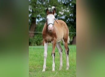 Caballo cuarto de milla, Yegua, Potro (04/2024), 149 cm, Overo-todas las-capas