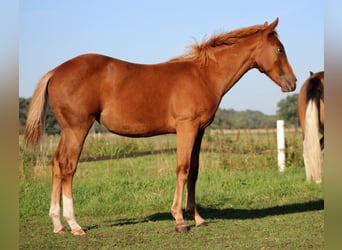 Caballo cuarto de milla, Yegua, Potro (03/2026), 150 cm, Alazán
