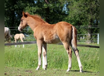 Caballo cuarto de milla, Yegua, Potro (03/2026), 150 cm, Alazán