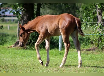 Caballo cuarto de milla, Yegua, Potro (04/2026), 150 cm, Alazán
