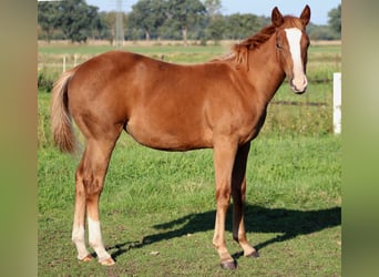 Caballo cuarto de milla, Yegua, Potro (03/2026), 150 cm, Alazán