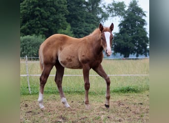 Caballo cuarto de milla, Yegua, Potro (03/2026), 150 cm, Alazán