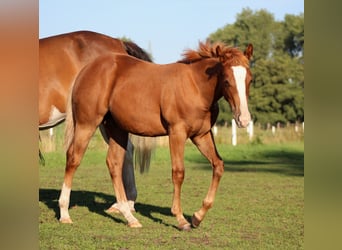 Caballo cuarto de milla, Yegua, Potro (03/2026), 150 cm, Alazán