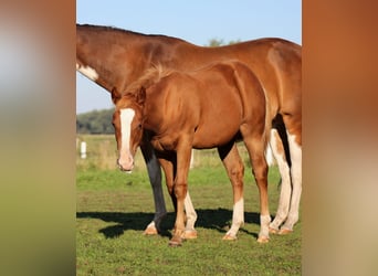 Caballo cuarto de milla, Yegua, Potro (03/2026), 150 cm, Alazán