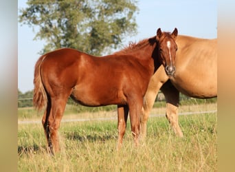 Caballo cuarto de milla, Yegua, Potro (04/2026), 150 cm, Alazán