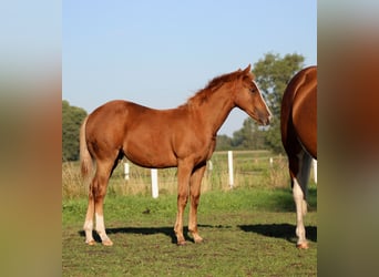 Caballo cuarto de milla, Yegua, Potro (03/2026), 150 cm, Alazán