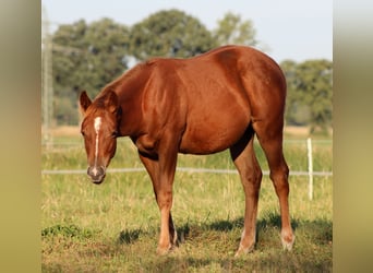 Caballo cuarto de milla, Yegua, Potro (04/2026), 150 cm, Alazán
