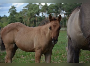 Caballo cuarto de milla, Yegua, Potro (07/2025), 150 cm, Bayo