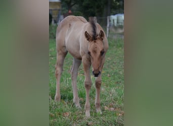 Caballo cuarto de milla, Yegua, Potro (07/2025), 150 cm, Bayo