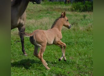Caballo cuarto de milla, Yegua, Potro (07/2025), 150 cm, Bayo