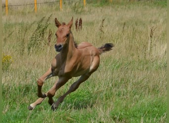 Caballo cuarto de milla, Yegua, Potro (07/2025), 150 cm, Bayo