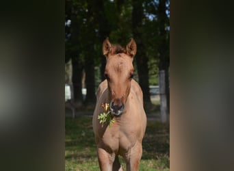 Caballo cuarto de milla, Yegua, Potro (07/2025), 150 cm, Bayo