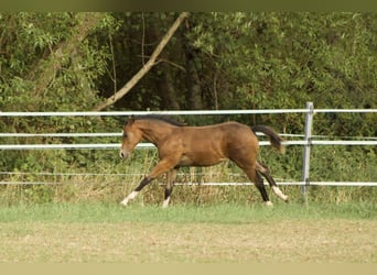 Caballo cuarto de milla, Yegua, Potro (05/2026), 150 cm, Buckskin/Bayo