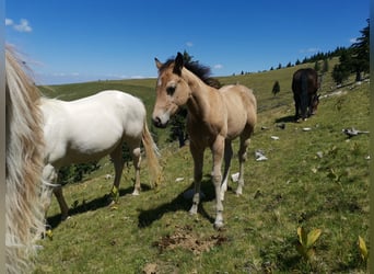 Caballo cuarto de milla, Yegua, Potro (05/2026), 150 cm, Buckskin/Bayo