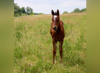 Caballo cuarto de milla, Yegua, Potro (04/2026), 150 cm, Castaño