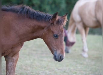 Caballo cuarto de milla, Yegua, Potro (05/2026), 150 cm, Castaño