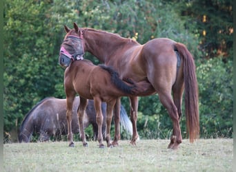 Caballo cuarto de milla, Yegua, Potro (05/2026), 150 cm, Castaño